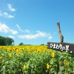 Hokuryu town Sunflower field