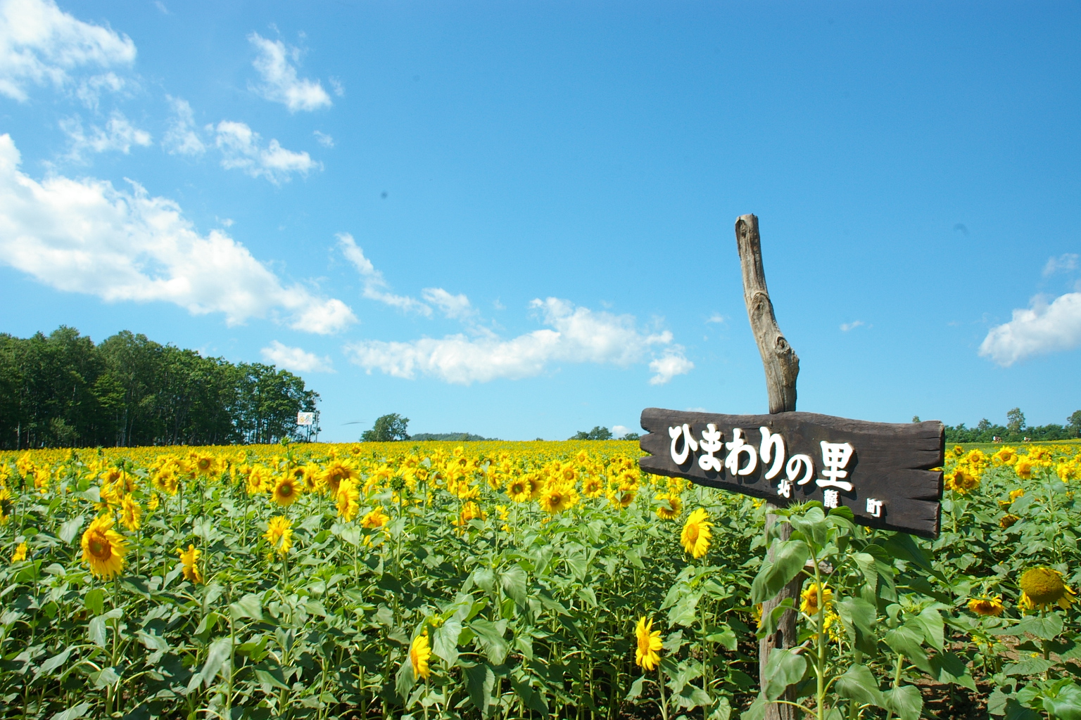 Hokuryu town Sunflower field