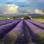 provence