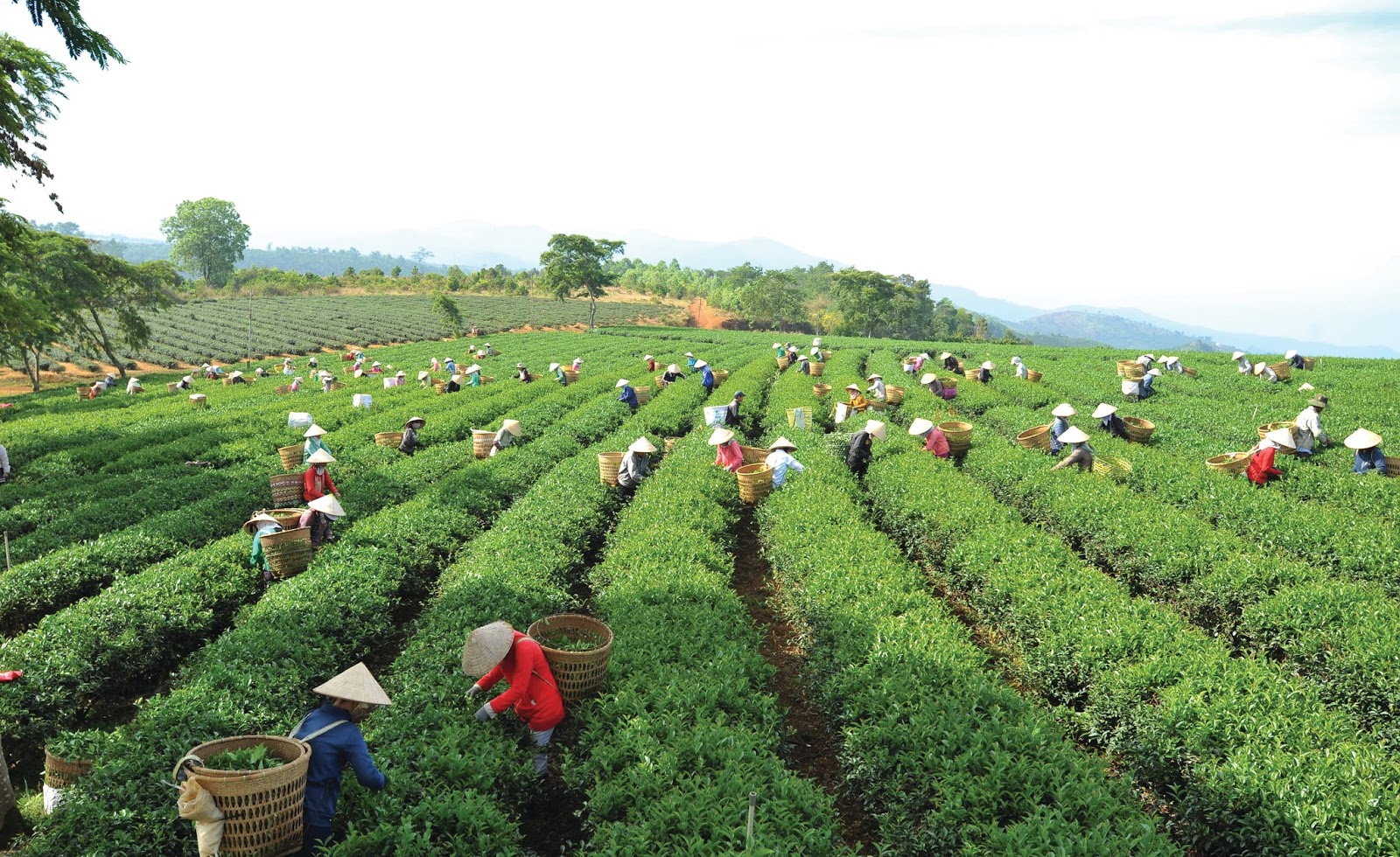 Kinh nghiệm phượt Bảo Lộc mùa mưa