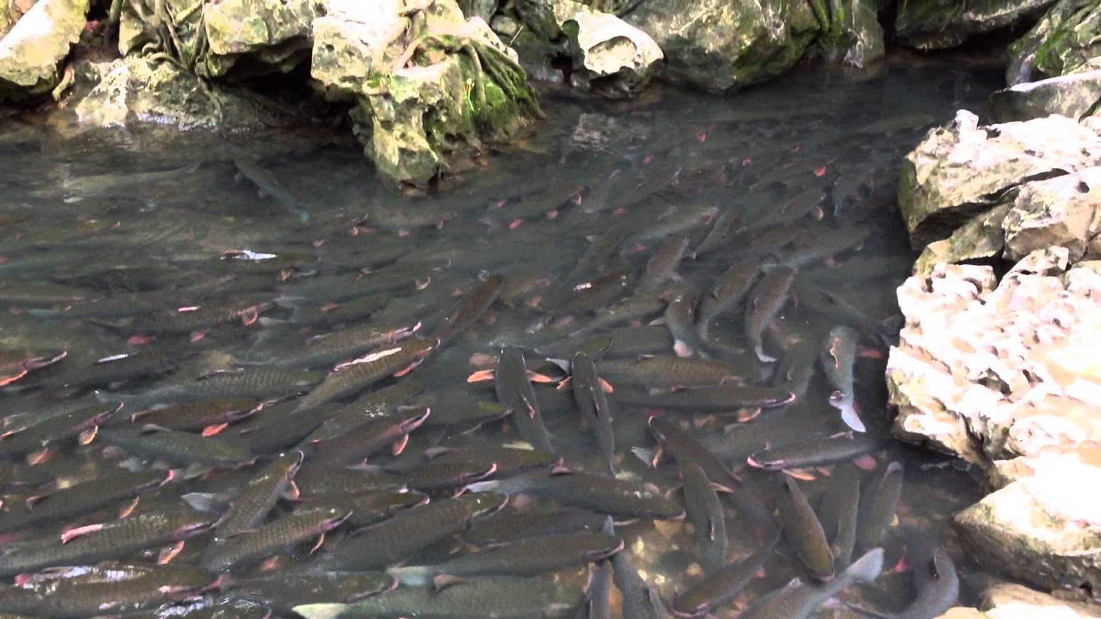 Suối cá thần Cẩm Lương – Điểm du lịch kỳ thú Suối cá thần Cẩm Lương – Điểm du lịch kỳ thú