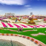 Dubai Miracle Garden 1