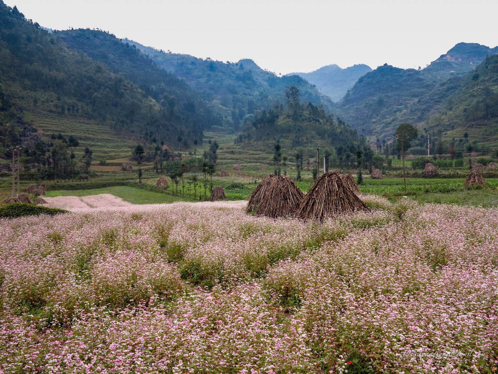 ha giang2