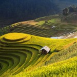 mu cang chai11