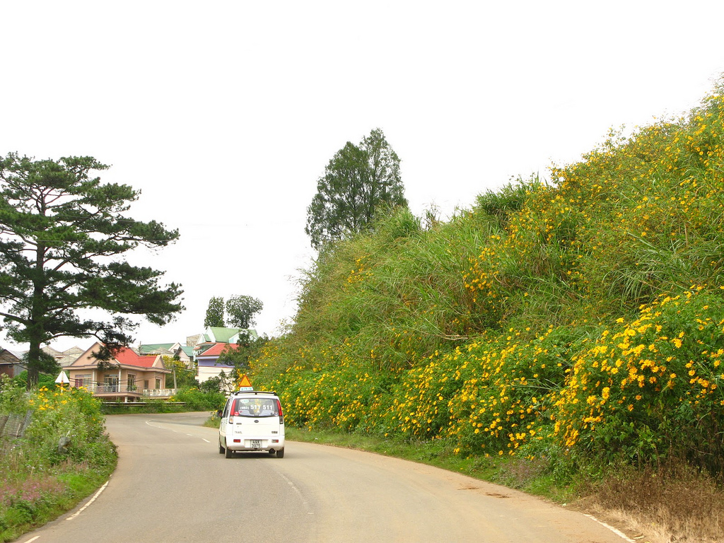 Phố núi vàng ươm mùa hoa dã quỳ