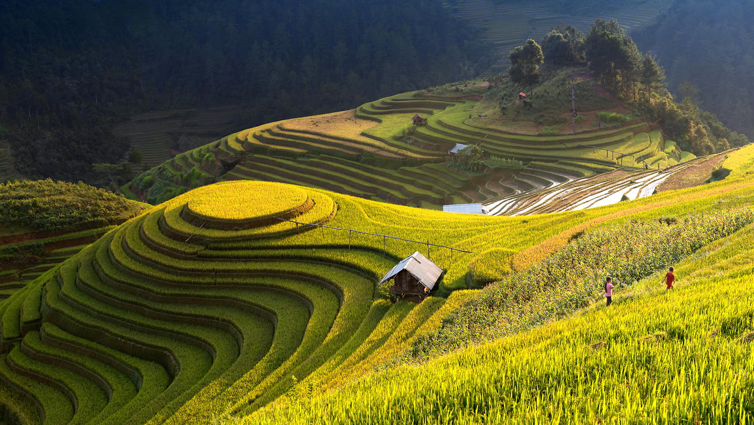 mu cang chai1