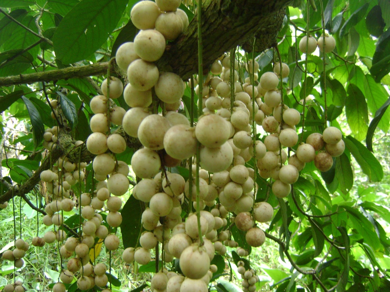 Ngày hội du lịch sông nước miệt vườn Phong Điền