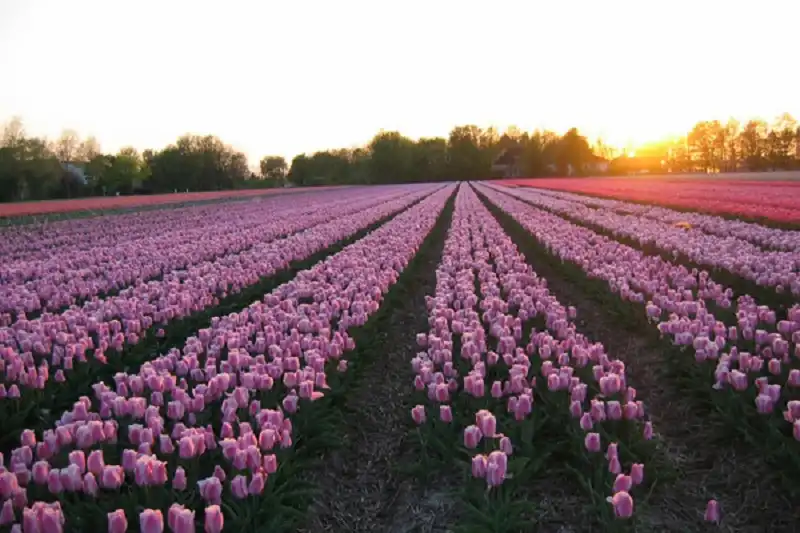 wanderlusttips-13-cung-duong-me-hoac-du-khach-ngay-tu-cai-nhin-dau-tien