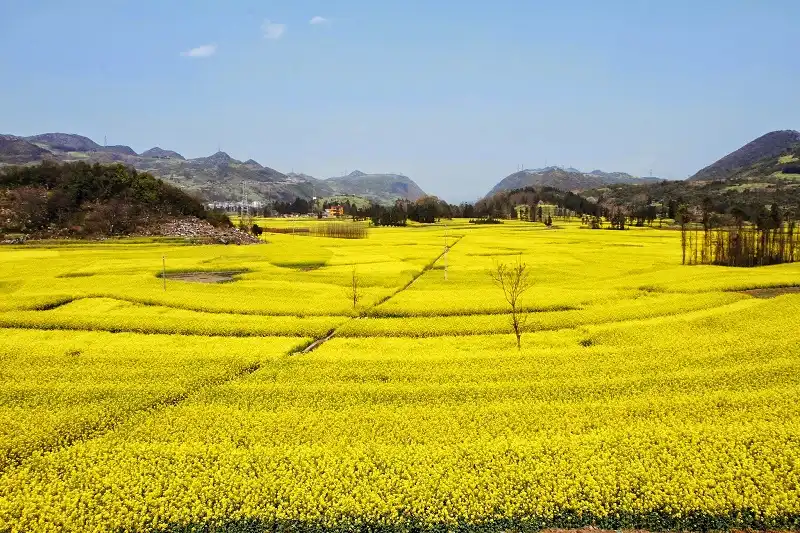 5 cánh đồng hoa đẹp nhất thế giới 7 wanderlusttips-5-canh-dong-hoa-2