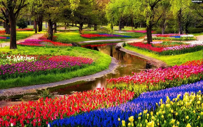 5 cánh đồng hoa đẹp nhất thế giới 8 Keukenhof Gardens Desktop Background