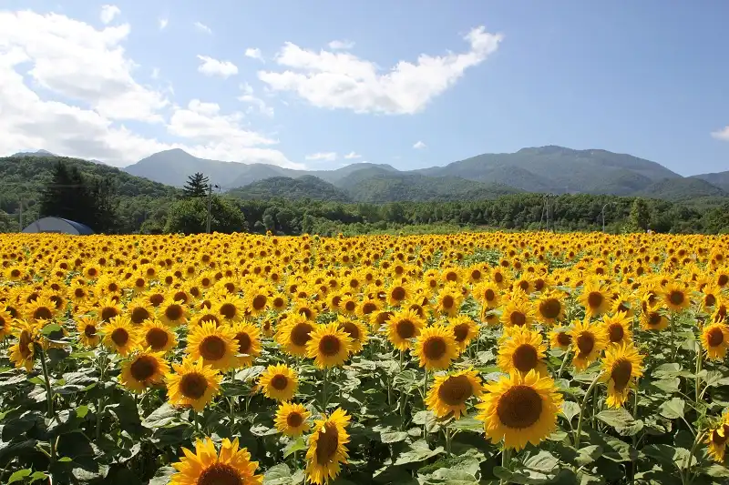 5 cánh đồng hoa đẹp nhất thế giới 9 wanderlusttips-5-canh-dong-hoa-4