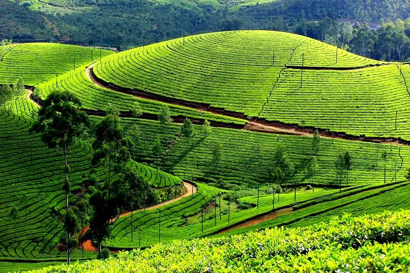 wanderlusttips-5-doi-che-dep-nhat-viet-nam