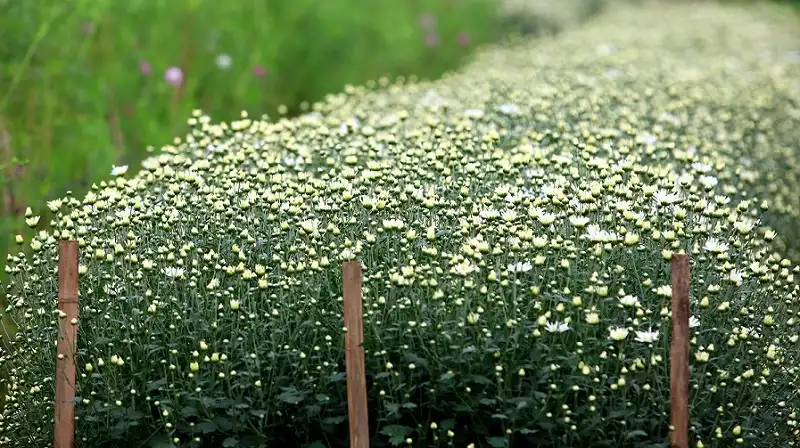 wanderlusttips-5-lang=hoa-noi-tieng-du-xuan