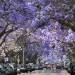 wanderlusttips Jacaranda