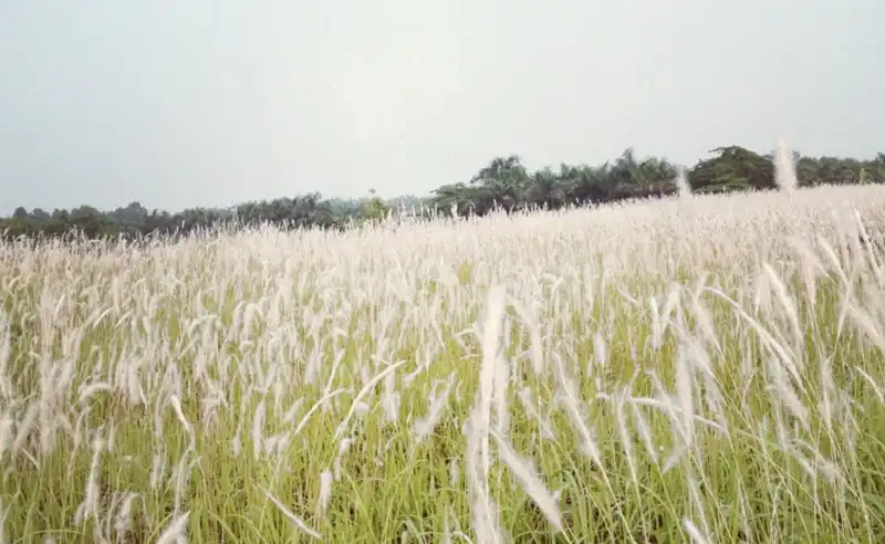 wanderlusttips-canh-dong-lau-o-nghe-an-2