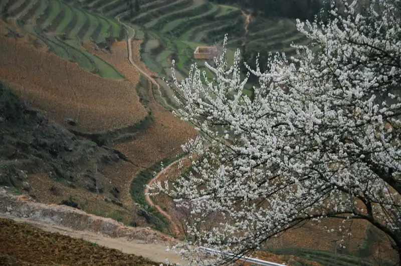 wanderlusttips-cao-nguyen-da-bac-ha-2