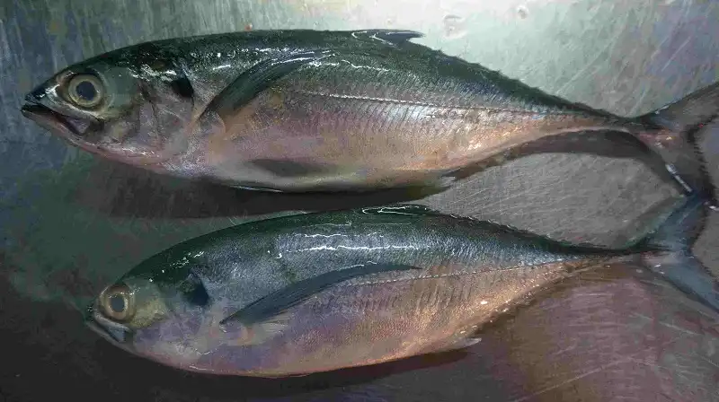 wanderlusttips-diem-mat-nhung-mon-an-ngon-nuoc-tieng-dao-ngoc-phu-quoc-8