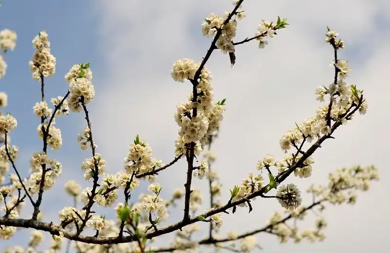 wanderlusttips-du-lich-xin-man-ha-giang-1