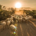 wanderlusttips lac giua thao nguyen cuu phan rang 2