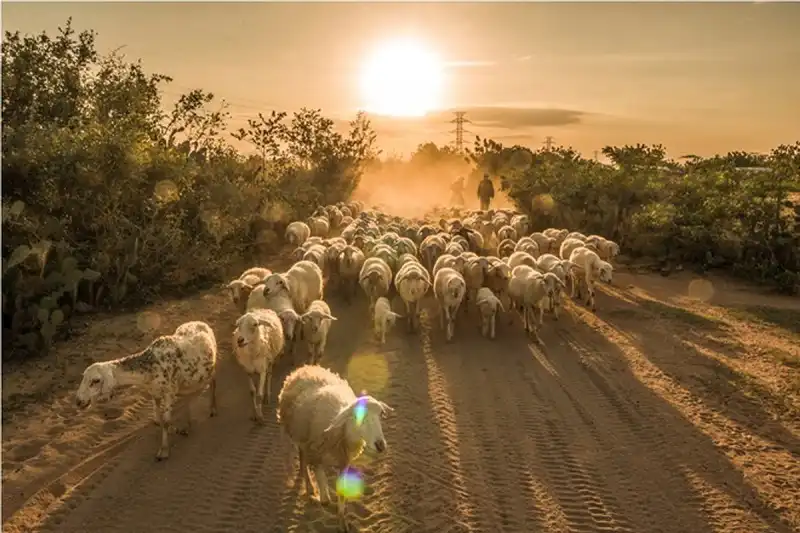 wanderlusttips-lac-giua-thao-nguyen-cuu-phan-rang-2