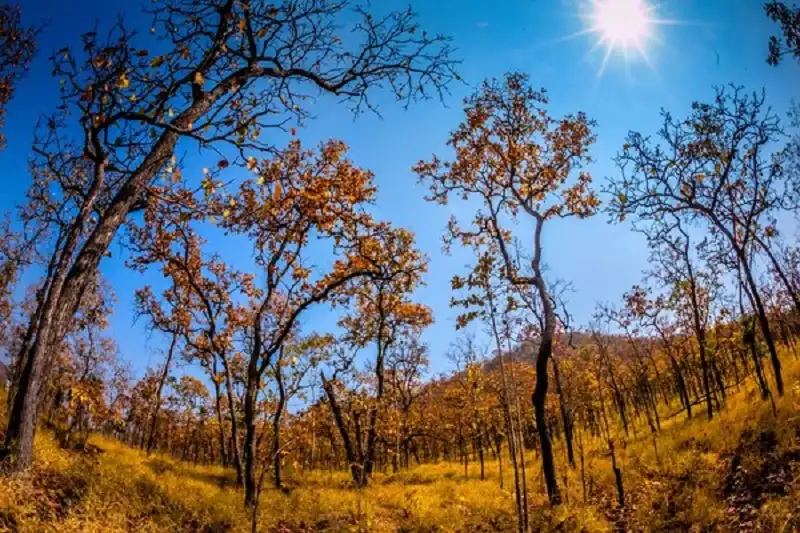 Mê mẩn "mùa thu vàng" ngay ở Việt Nam 8 wanderlusttips-mua-thu-vang-o-viet-nam-6