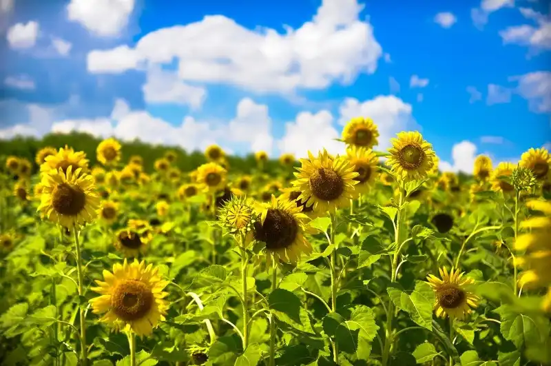 Mê mẩn "mùa thu vàng" ngay ở Việt Nam 10 wanderlusttips-mua-thu-vang-o-viet-nam-9