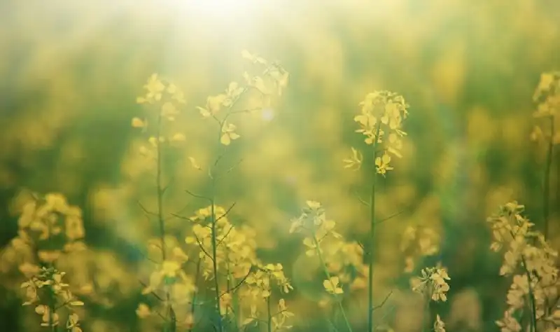 Mê mẩn "mùa thu vàng" ngay ở Việt Nam 6 wanderlusttips-mua-thu-vang-o-viet-nam