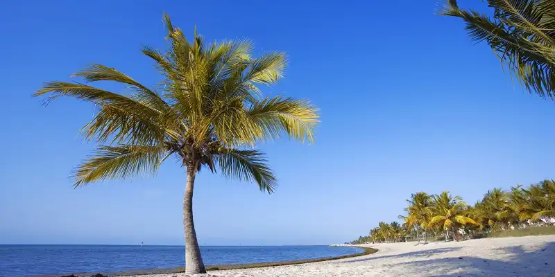 Palm tree on beach in Key West, Florida.