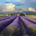 wanderlusttips 5 canh dong hoa