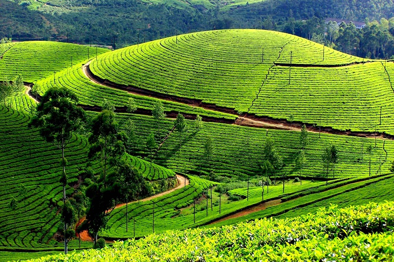 5 đồi chè đẹp nhất Việt Nam