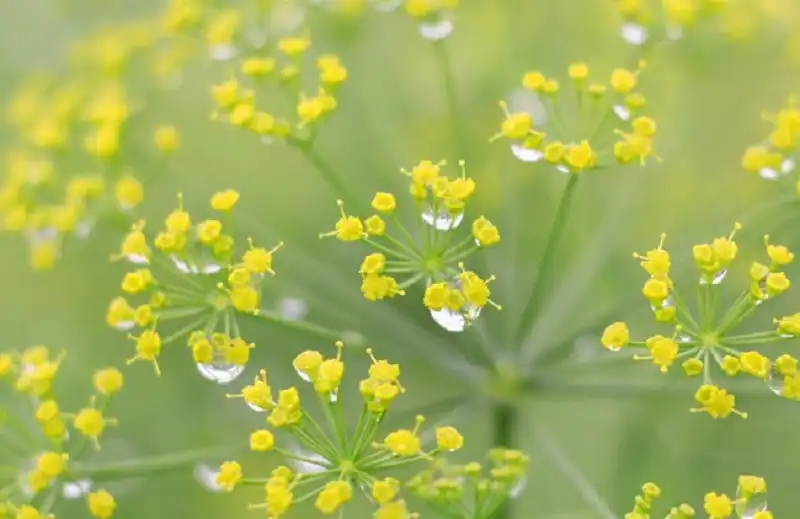 wanderlusttips-5-lang-hoa-noi-tieng-du-xuan-2