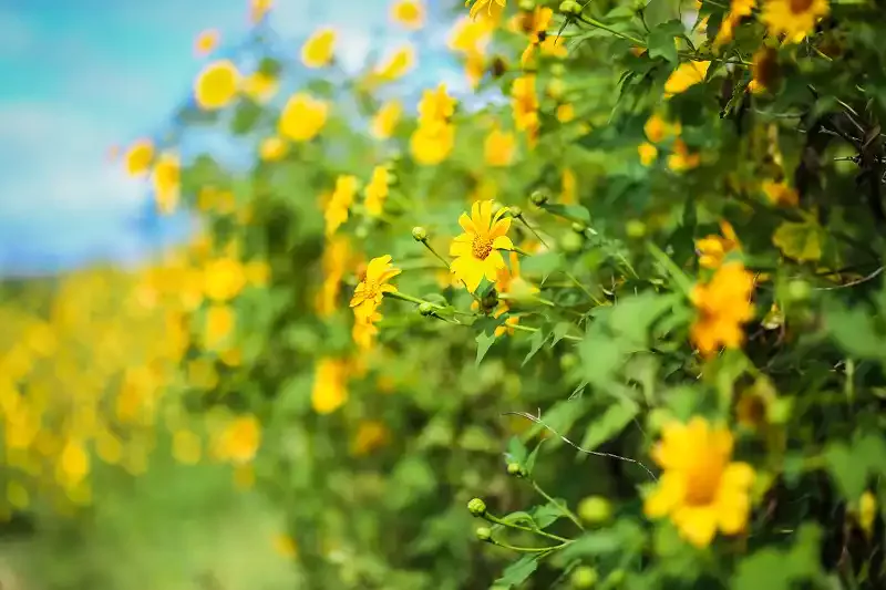 wanderlusttips-9-ly-do-khien-da-lat-me-hoac-khach-du-lich-3