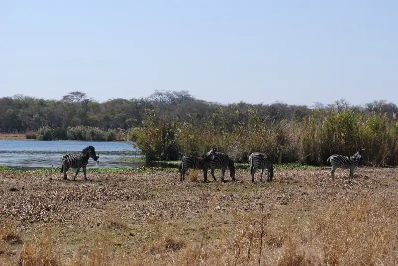 Zimbabwe - Thiên đường của các loài động vật hoang dã 6 wanderlusttips-Zimbabwe-2