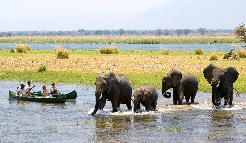 Zimbabwe – Thiên đường của các loài động vật hoang dã