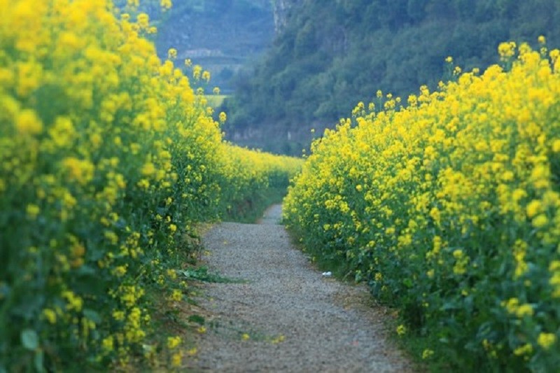 wanderlusttips mua thu vang o viet nam 2