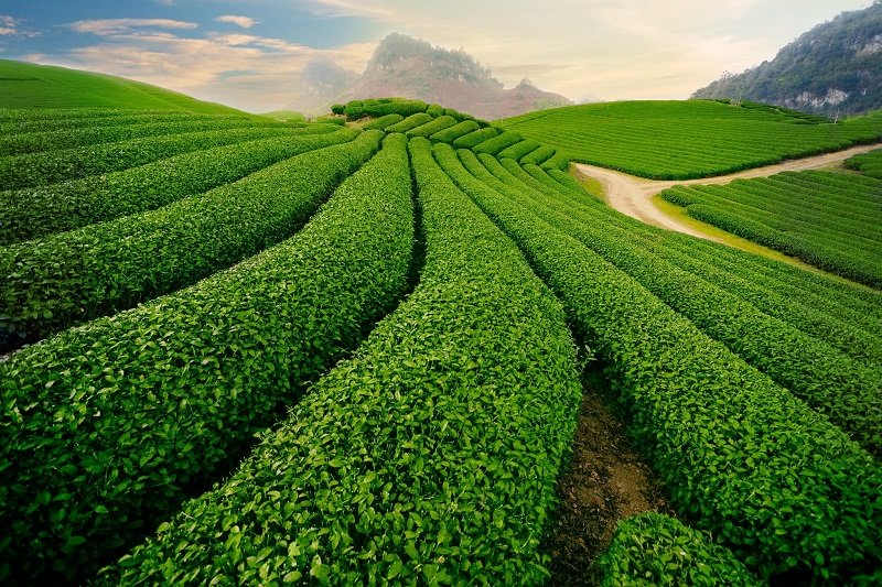 wanderlusttips nhung trai nghiem doc dao moc chau