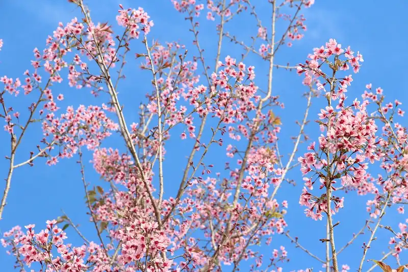 Xuân về với mai anh đào Đà Lạt 6 hoa-mai-anh-dao-2