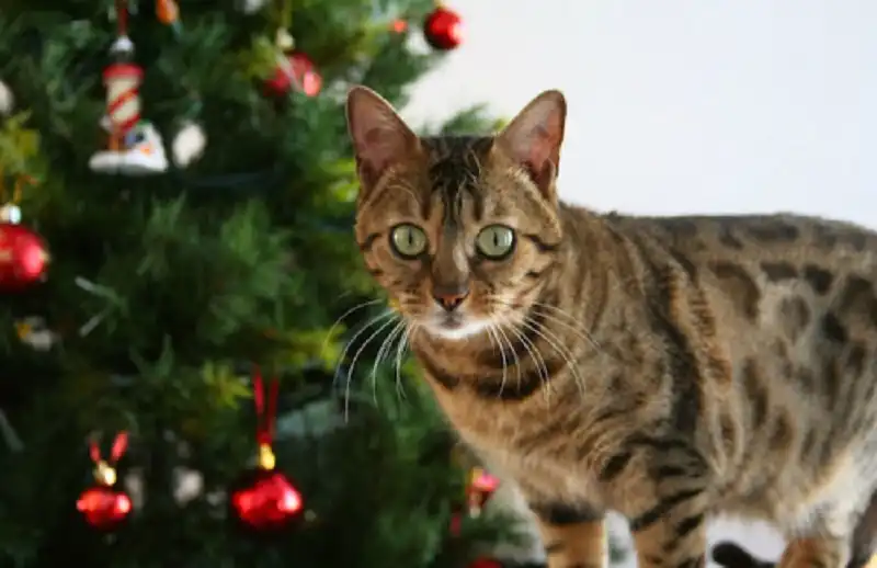 waderlusttips-rung-minh-nhung-tap-tuc-giang-sinh-dang-so-4