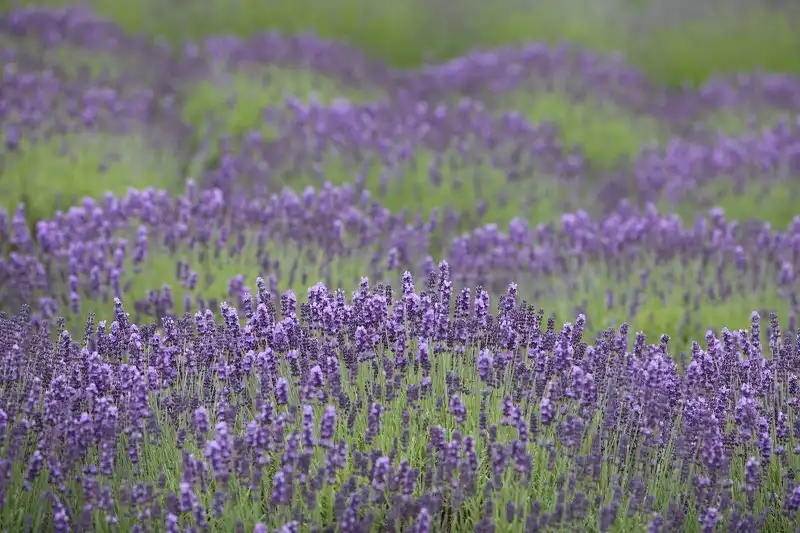 5 cánh đồng hoa oải hương tuyệt đẹp trên thế giới 6 wanderlusttips-5-canh-dong-hoa-oai-huong-noi-tieng-the-gioi-3