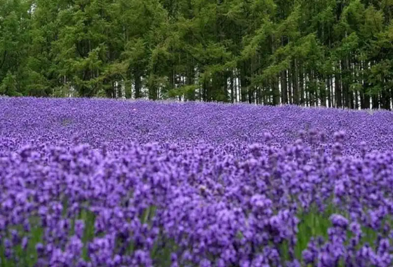 5 cánh đồng hoa oải hương tuyệt đẹp trên thế giới 8 wanderlusttips-5-canh-dong-hoa-oai-huong-noi-tieng-the-gioi-4