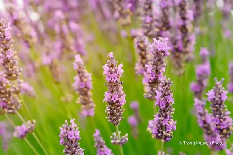 5 cánh đồng hoa oải hương tuyệt đẹp trên thế giới 7 wanderlusttips-5-canh-dong-hoa-oai-huong-noi-tieng-the-gioi