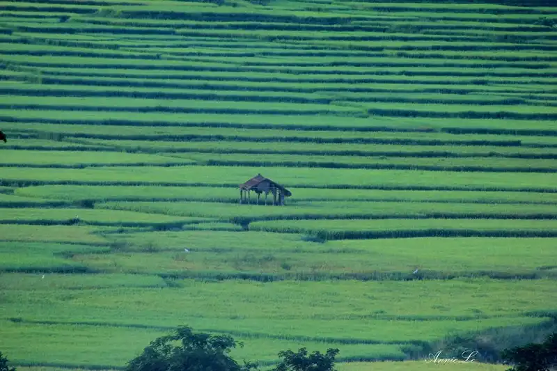 Cao nguyên Di Linh mộc mạc đầy sức hút 7 wanderlusttips-cao-nguyen-di-linh-moc-mac-day-quyen-ru-3