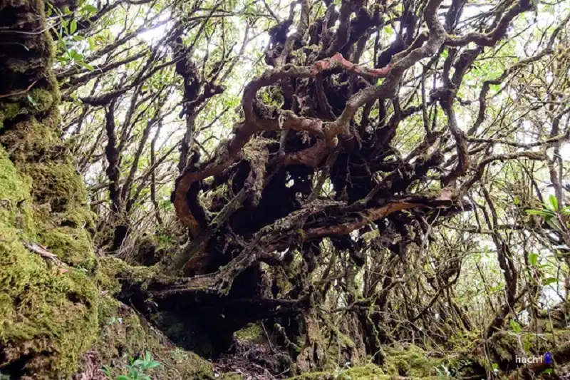 wanderlusttips-chinh-phuc-ta-lien-son-hung-vy-5