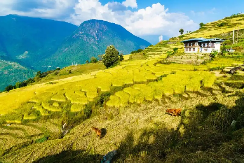 wanderlusttips-kinh-nghiem-du-lich-bhutan-2