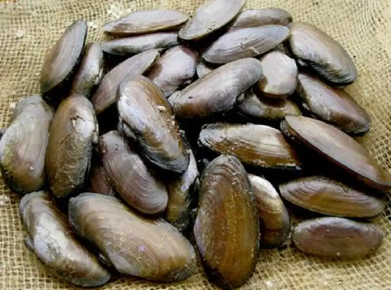 Về Thanh Hóa thưởng thức món “Phi Cầu Sài - Phi tiến vua” 6 wanderlusttips-mon-phi-cau-sai