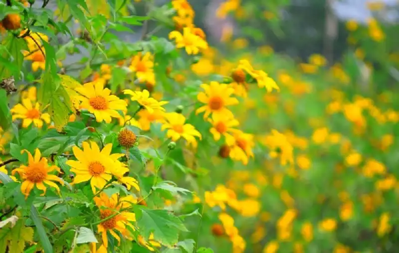 Những đồng hoa, đồi cỏ làm say đắm lòng người ở Đà Lạt 6 wanderlusttips-nhung-doi-hoa-hut-khach-du-lich-o-da-lat-2