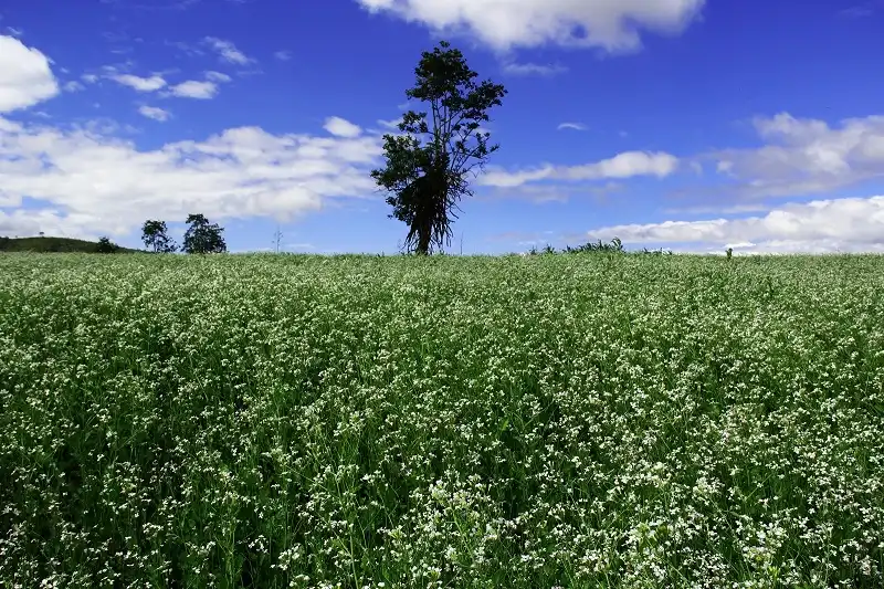 Những đồng hoa, đồi cỏ làm say đắm lòng người ở Đà Lạt 9 wanderlusttips-nhung-doi-hoa-hut-khach-du-lich-o-da-lat-4