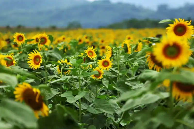 Những đồng hoa, đồi cỏ làm say đắm lòng người ở Đà Lạt 10 wanderlusttips-nhung-doi-hoa-hut-khach-du-lich-o-da-lat-5