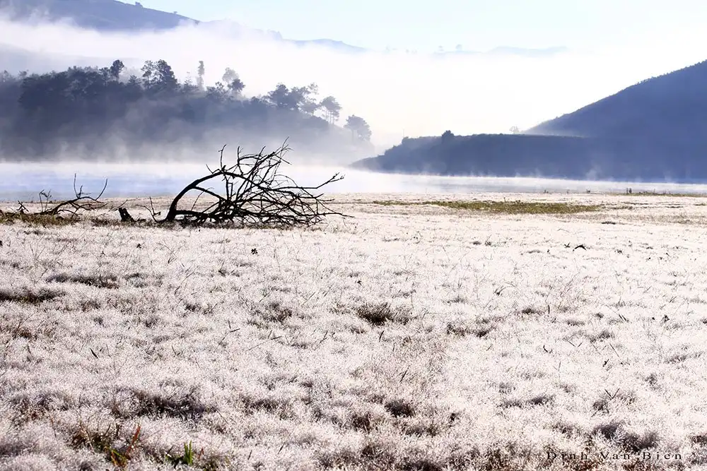 Những đồng hoa, đồi cỏ làm say đắm lòng người ở Đà Lạt 12 wanderlusttips-nhung-doi-hoa-hut-khach-du-lich-o-da-lat-8