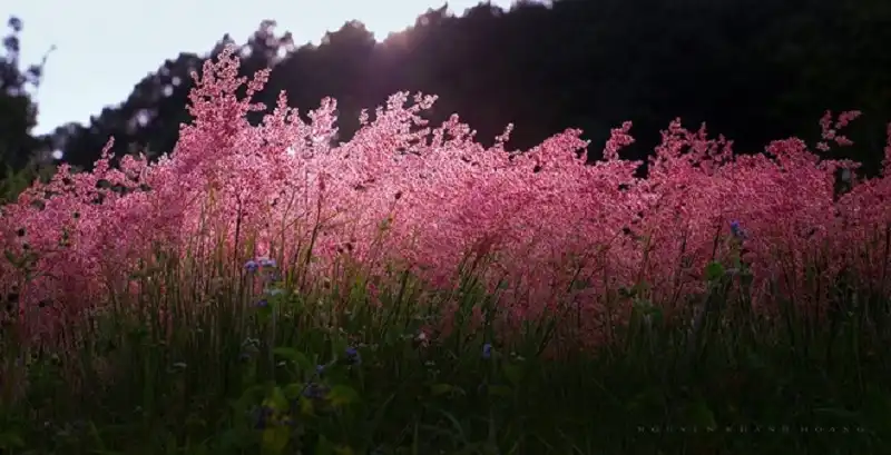 Những đồng hoa, đồi cỏ làm say đắm lòng người ở Đà Lạt 7 wanderlusttips-nhung-doi-hoa-hut-khach-du-lich-o-da-lat